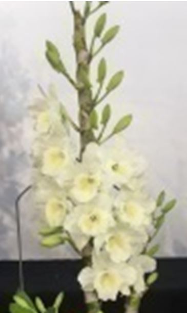 DENDROBIUM】シープファー ショール 手っ取り早かっ