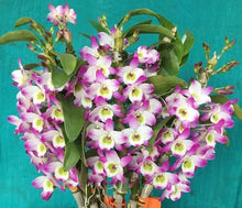 Load image into Gallery viewer, Flask - Dendrobium Nobile Eustoma Soft Cane