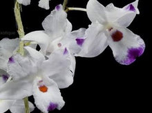Load image into Gallery viewer, Orchid Seedling 50mm Pot Size - Dendrobium annae - Species