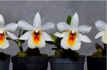 Load image into Gallery viewer, Flask - Dendrobium christyanum - Species