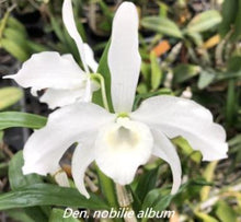 Load image into Gallery viewer, Flask - Dendrobium nobile var album soft cane