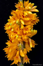 Load image into Gallery viewer, Orchid Seedling 50mm Pot Size - Dendrobium tiongii - Species