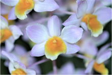 Load image into Gallery viewer, Flask - Dendrobium amabile (bronkatii) pink 'Hsinying' x self - Species