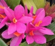 Load image into Gallery viewer, Flask - Dendrobium Hibiki 'Tiny Bubbles' FCC/AOS