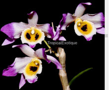 Load image into Gallery viewer, Orchid Seedling 50mm Pot Size - Dendrobium jinghuanum - Species