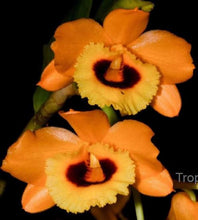 Load image into Gallery viewer, Orchid Seedling 50mm Pot Size - Dendrobium denneanum 'dark eye' - Species