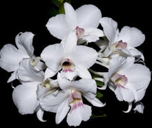 Load image into Gallery viewer, Flask - Dendrobium sanderae  - Species