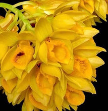 Load image into Gallery viewer, Orchid Seedling 50mm Pot Size - Dendrobium sulcatum - Species