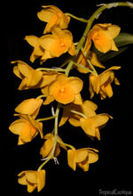Load image into Gallery viewer, Orchid Seedling 50mm Pot Size - Dendrobium griffithianum - Species