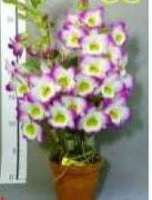 Load image into Gallery viewer, Flask - Dendrobium Nobile Emerald Soft Cane