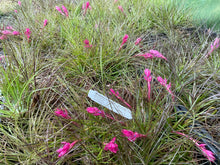Load image into Gallery viewer, Air Plant - Tillandsia - *IN SPIKE/FLOWER* - No9 stricta
