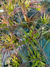 Load image into Gallery viewer, Air Plant - Tillandsia No5 variabilis