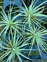 Load image into Gallery viewer, Air Plant - Tillandsia No19 espinosae
