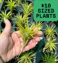 Load image into Gallery viewer, Air Plant - Tillandsia No29 neglecta