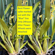 Load image into Gallery viewer, Ultimate Flower & Plant Support - Flower Spring Loaded Stake