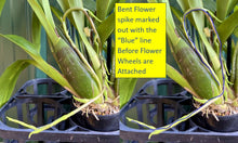 Load image into Gallery viewer, Ultimate Flower & Plant Support - Flower Spring Loaded Stake