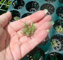 Load image into Gallery viewer, Air Plant - Tillandsia No8 tricholepsis