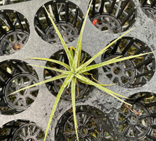 Load image into Gallery viewer, Air Plant - Tillandsia No32