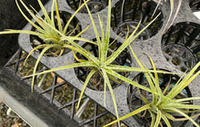Load image into Gallery viewer, Air Plant - Tillandsia No32
