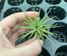 Load image into Gallery viewer, Air Plant - Tillandsia No22 ionantha var (A)