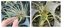 Load image into Gallery viewer, Air Plant - Tillandsia No35 mudlo
