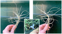 Load image into Gallery viewer, Air Plant - Tillandsia No21 caerulea