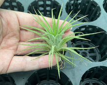 Load image into Gallery viewer, Air Plant - Tillandsia No22 ionantha var (A)