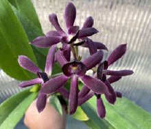 Load image into Gallery viewer, Flask - Guarechea Black Comet 'indigo blue' (Guarechea Miva Etoile Noire x Prosthechea cochleata