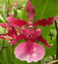 Load image into Gallery viewer, Orchid 50mm Pot Size - Oncidium Heaven Scent 'Sweet Baby'