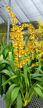 Load image into Gallery viewer, Flask - Oncidium Wilsonara Hilo Firecracker 'Lucky Strike'