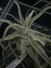 Load image into Gallery viewer, Air Plant - Tillandsia No41 streptophylla ‘giant’
