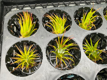 Load image into Gallery viewer, Air Plant - Tillandsia No27 ionantha var (B)
