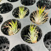 Load image into Gallery viewer, Air Plant - Tillandsia No27 ionantha var (B)