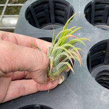 Load image into Gallery viewer, Air Plant - Tillandsia No27 ionantha var (B)