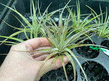 Load image into Gallery viewer, Air Plant - Tillandsia No30 silver queen hybrid