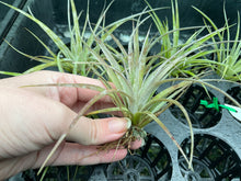 Load image into Gallery viewer, Air Plant - Tillandsia No30 silver queen hybrid