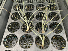 Load image into Gallery viewer, Air Plant - Tillandsia No36 baileyi var vivipara