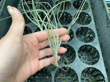 Load image into Gallery viewer, Air Plant - Tillandsia No36 baileyi var vivipara