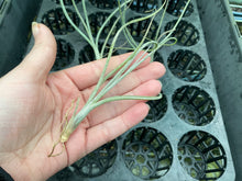 Load image into Gallery viewer, Air Plant - Tillandsia No36 baileyi var vivipara