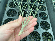 Load image into Gallery viewer, Air Plant - Tillandsia No36 baileyi var vivipara
