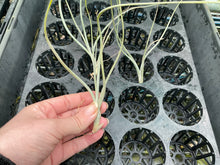 Load image into Gallery viewer, Air Plant - Tillandsia No36 baileyi var vivipara