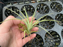Load image into Gallery viewer, Air Plant - Tillandsia No32