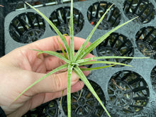 Load image into Gallery viewer, Air Plant - Tillandsia No32