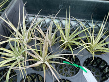 Load image into Gallery viewer, Air Plant - Tillandsia No30 silver queen hybrid