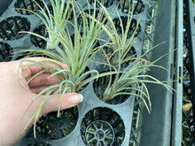 Load image into Gallery viewer, Air Plant - Tillandsia No35 mudlo