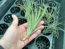 Load image into Gallery viewer, Air Plant - Tillandsia No35 mudlo