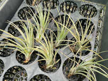 Load image into Gallery viewer, Air Plant - Tillandsia No35 mudlo