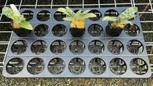 Load image into Gallery viewer, 57mm x 28 Hole Tray - With Meshed Bottom - ***Price Includes Postage On This Item***
