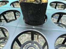 Load image into Gallery viewer, 57mm x 28 Hole Tray - With Meshed Bottom - ***Price Includes Postage On This Item***