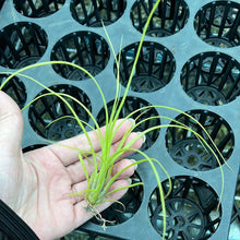Load image into Gallery viewer, Air Plant - Tillandsia No26 balbisiana